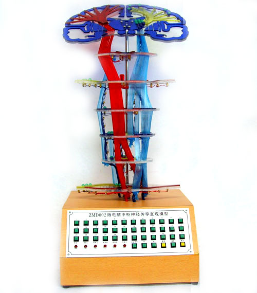 中樞神經(jīng)傳導(dǎo)電動模型