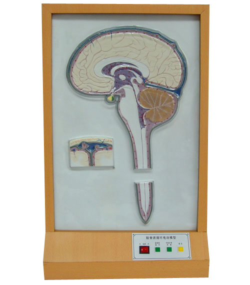 腦脊液循環(huán)電動模型